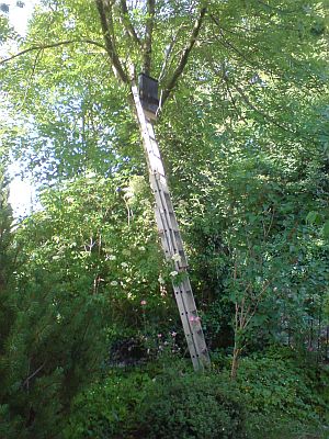 Der Fledermauskasten wird am Baum aufgehängt.