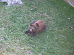 Björk im Berner Bärepark