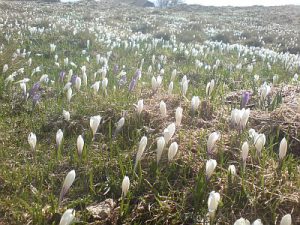 Wiese mit Krokus-Blumen