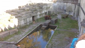 Bär Fink im Bäregraben Bern