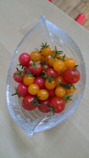 Pro Specia Rara Cherry Tomaten